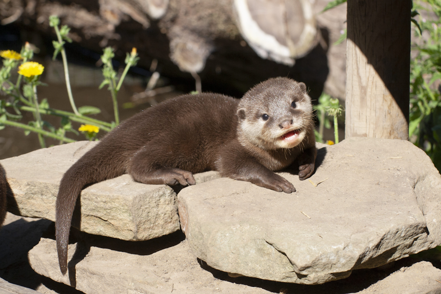 Adolescent Small-Clawed Asian Otter.