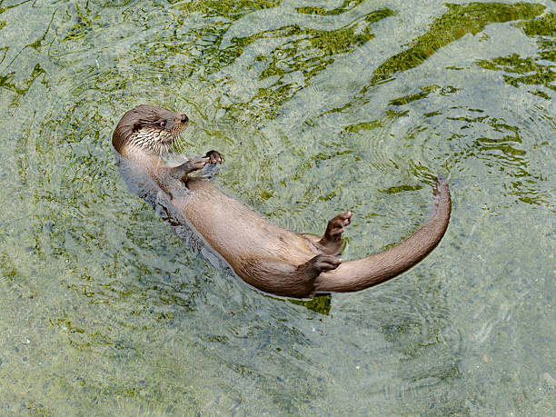 Eurasian Otter swimming.