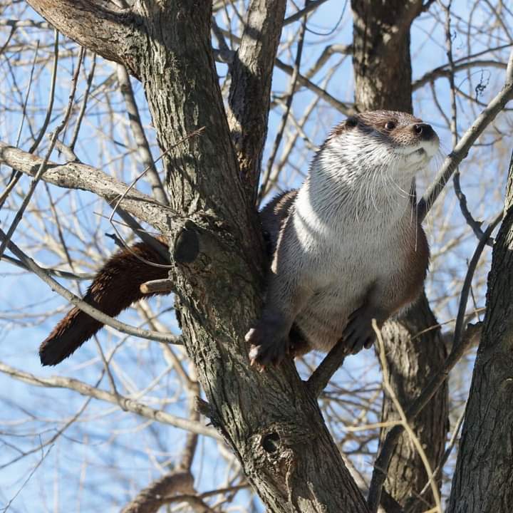 Eurasian Otter in a tree.