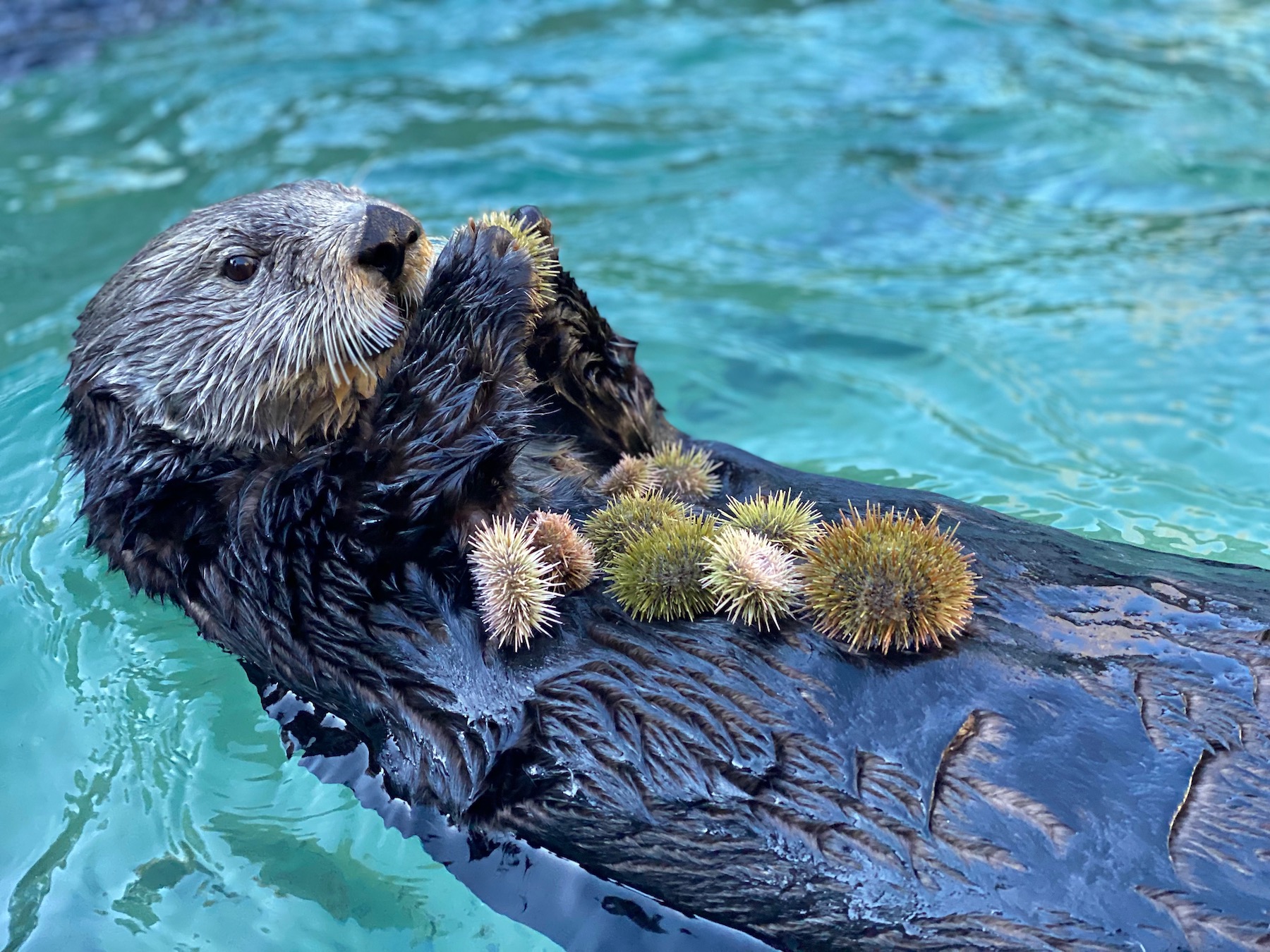 Sea Otter.